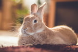 Kaninchen brauchen Beschäftigung