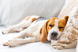 Hund_Schlaf_Aufmacher.jpg