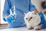 katze-operation-op-versicherung.jpg