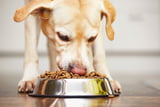 Hunde Trockenfutter Test1