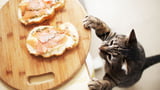 Tabu im Fressnapf der Katze