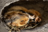TierinWinterschlaf