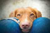 Das Betteln - so gewöhnen Sie es Ihrem Hund ab.