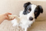 Hund_Pfote_Aufmacher.jpg