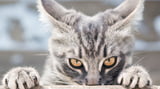 Die 5 gängigsten Klischees über Katzen und was wirklich dahintersteckt