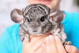 Chinchilla Haltung