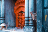 Katzen in Mythos und Religion: Von Göttern, Dämonen und treuen Begleitern