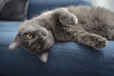 Katze Lieblingsplatz 01