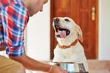 Hundefutter_Fleisch_Aufmacher.jpg