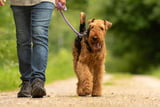 Hund_Durchfall.jpg