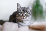 Graue Katze mit grünen Augen