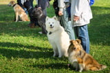 Hundeschule
