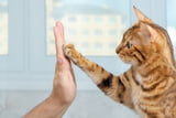 Katze_erziehen_Aufmacher.jpg