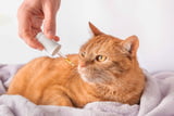 lachsöl-katze.jpg
