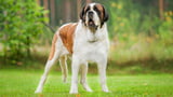 Bernhardiner sind große Hunde