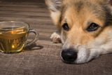 kamillentee-hund-hausmittel-anwendung.jpg