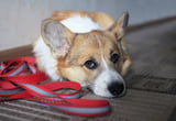 Hund Gassi