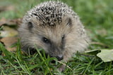 Igel