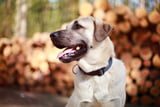 Kangal-rasse-charakter-pflege-haltung-im-steckbrief.jpeg