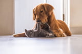 Hund oder Katze - wer ist schlauer
