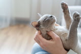 Was Katzen glücklich macht: Diese 6 Dinge lieben sie am meisten