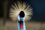 Vögel_Aufmacher