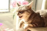 katze-niest-oft.jpg