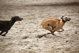 windhund_viktor-petrow_pixelio.jpg