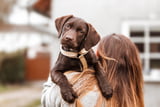 Hund zulegen Aufmacher