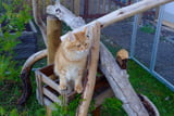 katzengehege-garten.jpg