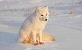 Polarfuchs