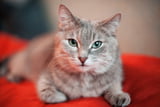 Katze gurrt