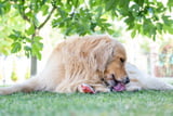 Hot Spot Hund Aufmacher