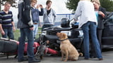 Unfall durch Hund