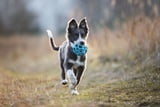 Nachhaltiges_Hundespielzeug.jpg