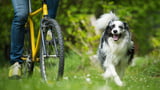Hund und Fahrrad