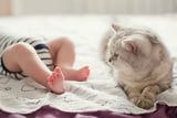 Katze und Baby unter einem Dach – geht das wirklich?