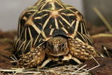 Sternschildkroete_Animals_Digital.jpg