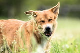 Pollenallergie beim Hund: Symptome erkennen und helfen