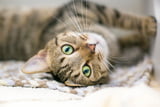 Katze schlau 01