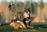 Körpersprache_Katzen_Aufmacher.jpg