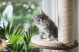 Aufmacher_Kitten_ABC.jpg