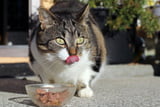 Alte_Katzen_Aufmacher