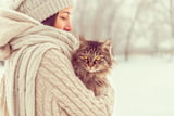 Katzen_Winter_Fragen_Aufmacher.jpg