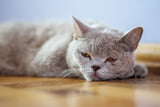 Katzen Krebs