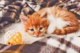 Kitten_Mutter_trennen_Aufmacher.jpg
