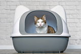 Selbstreinigendes_Katzenklo_Aufmacher.jpg
