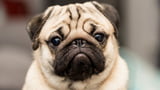 Qualzucht bei Hunden: 10 beliebte Hunderassen, die leiden müssen