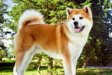 Akita.jpg