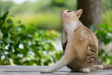 Ektoparasiten bei Katzen sind sehr lästig.